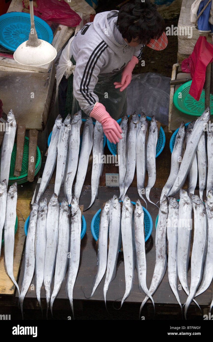 Jagalchi Fisch Markt Busan in Südkorea Stockfoto
