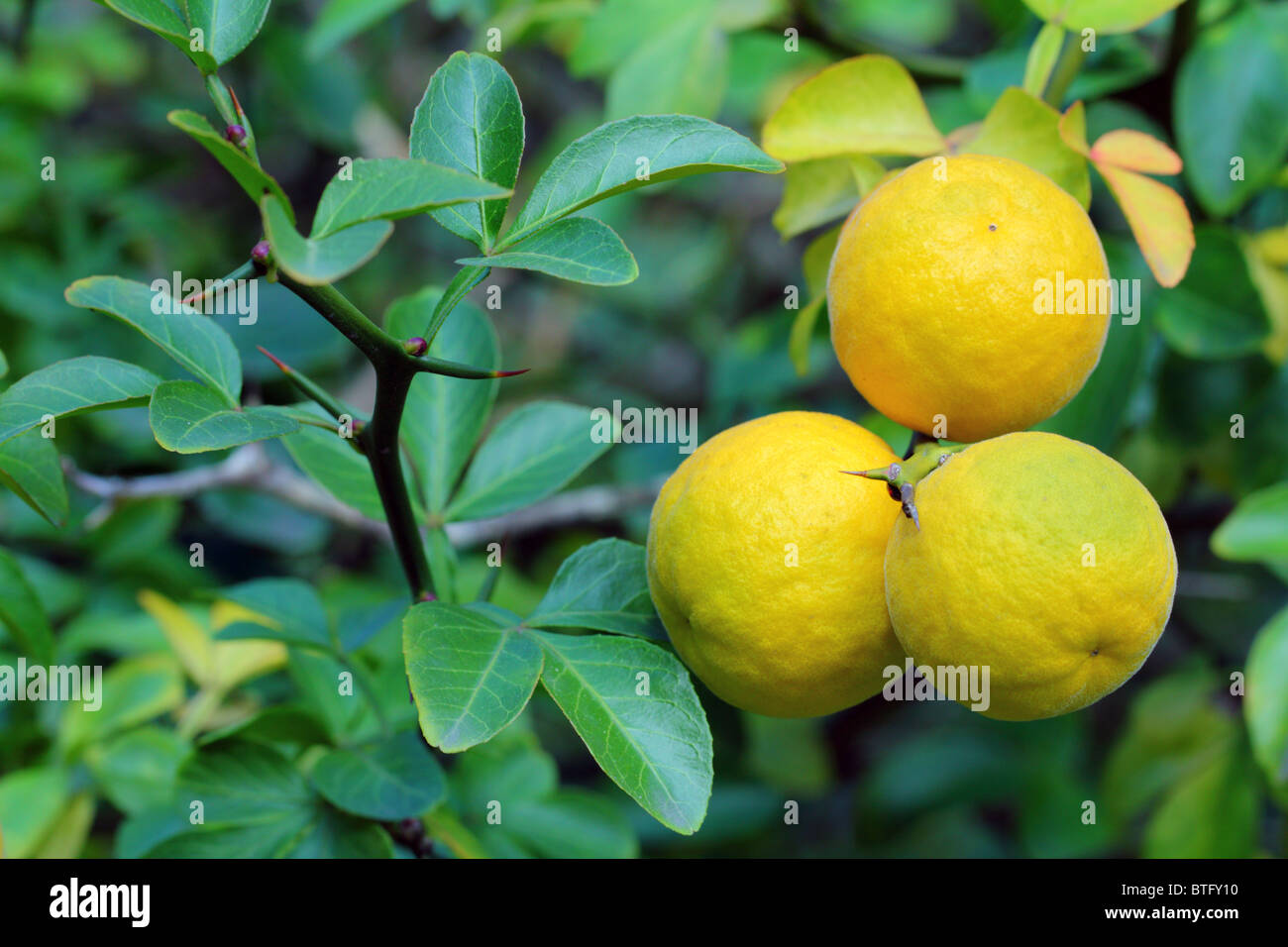 Zählig orange Bitter Orange hardy orange Früchte Poncirus trifoliata Stockfoto