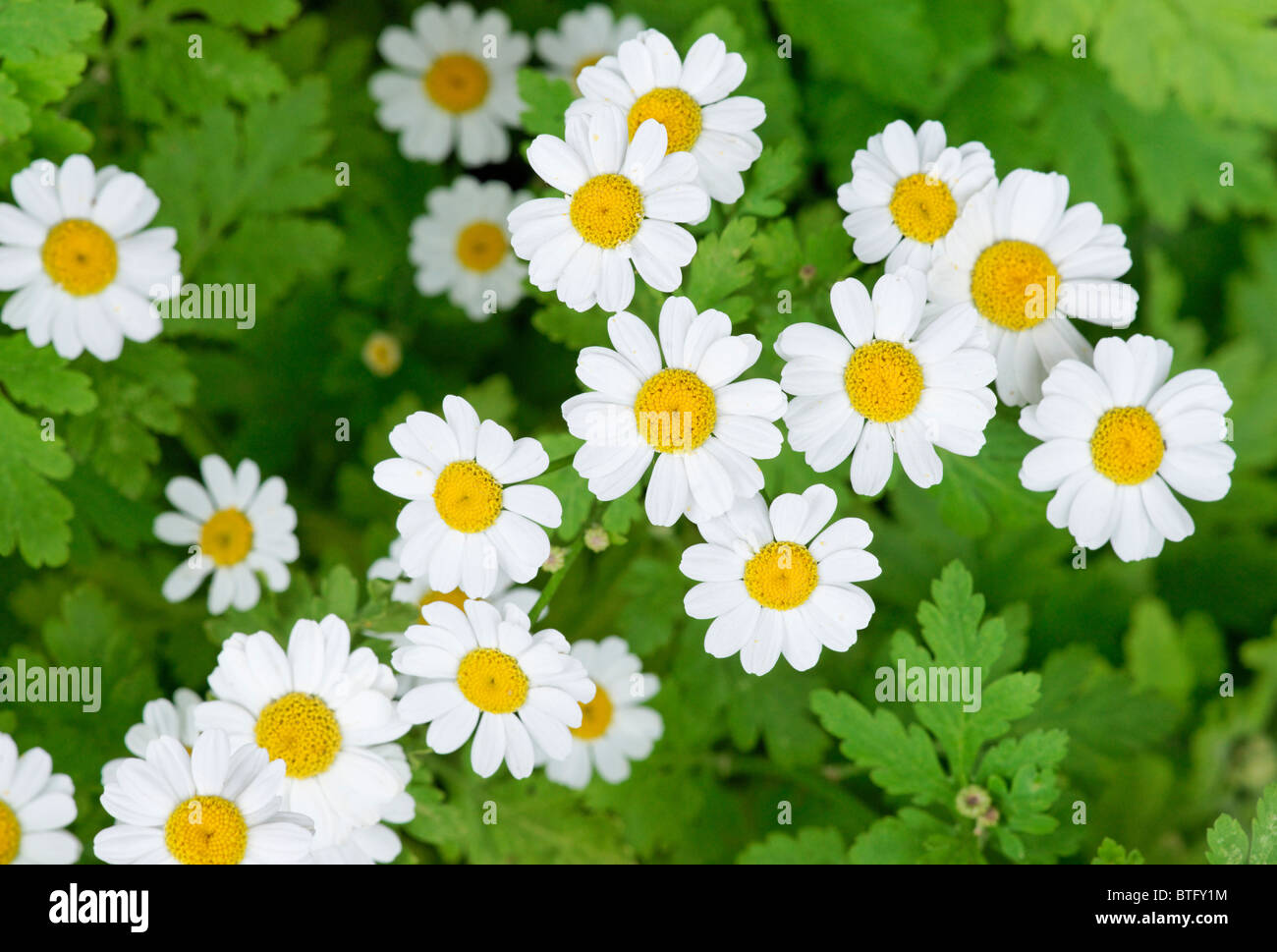 Das Mutterkraut. Chrysanthemum Parthenium Stockfotografie Alamy