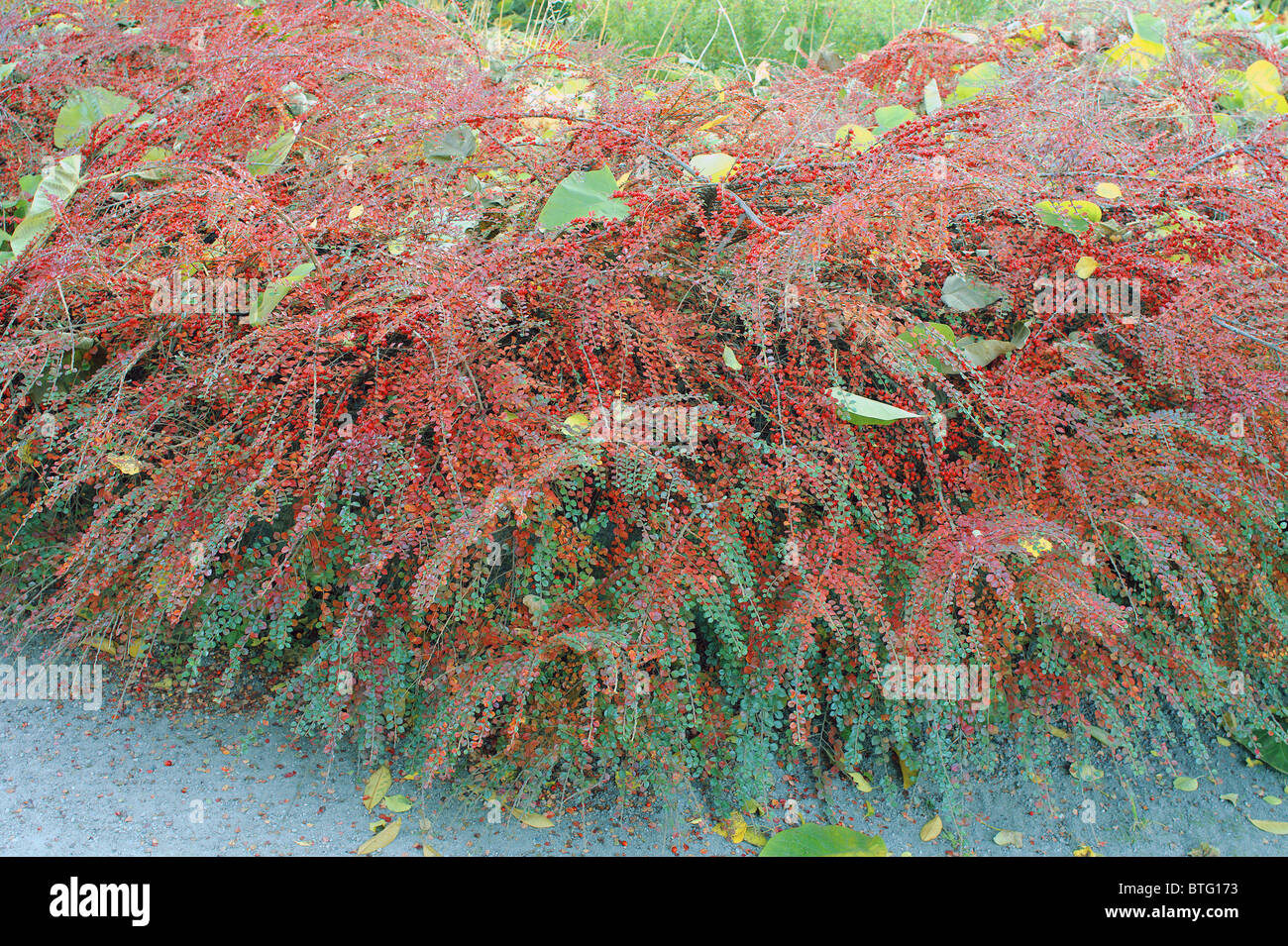 Zwergmispel Strauch rote Beeren und Blätter im Herbst im Herbst Zwergmispel horizontalis Stockfoto