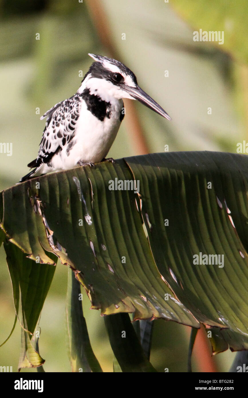Pied Kingfisher, Lake Bunyonyi, Uganda Stockfoto