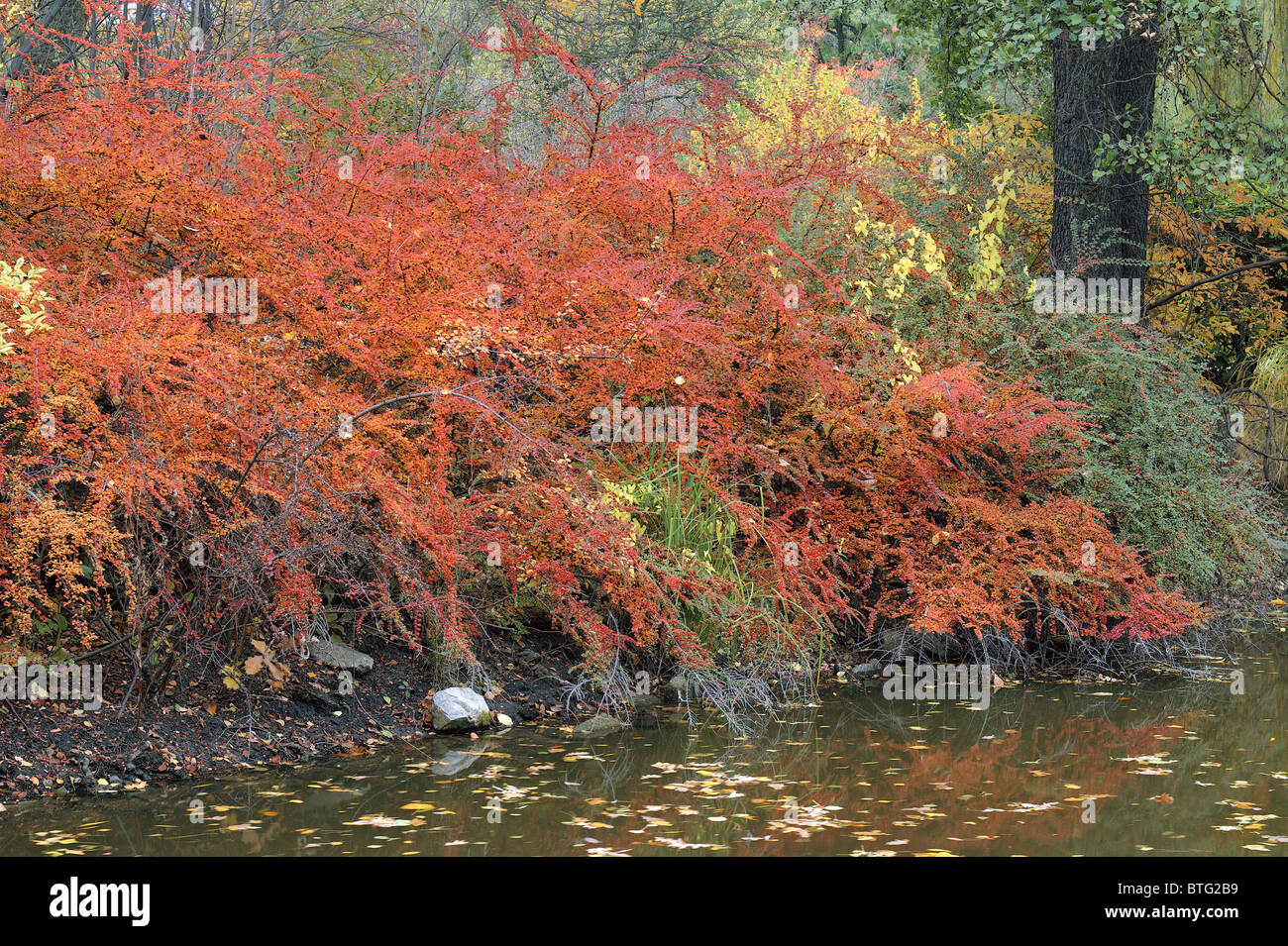 Zwergmispel Strauch rote Beeren und Blätter im Herbst im Herbst Zwergmispel horizontalis Stockfoto