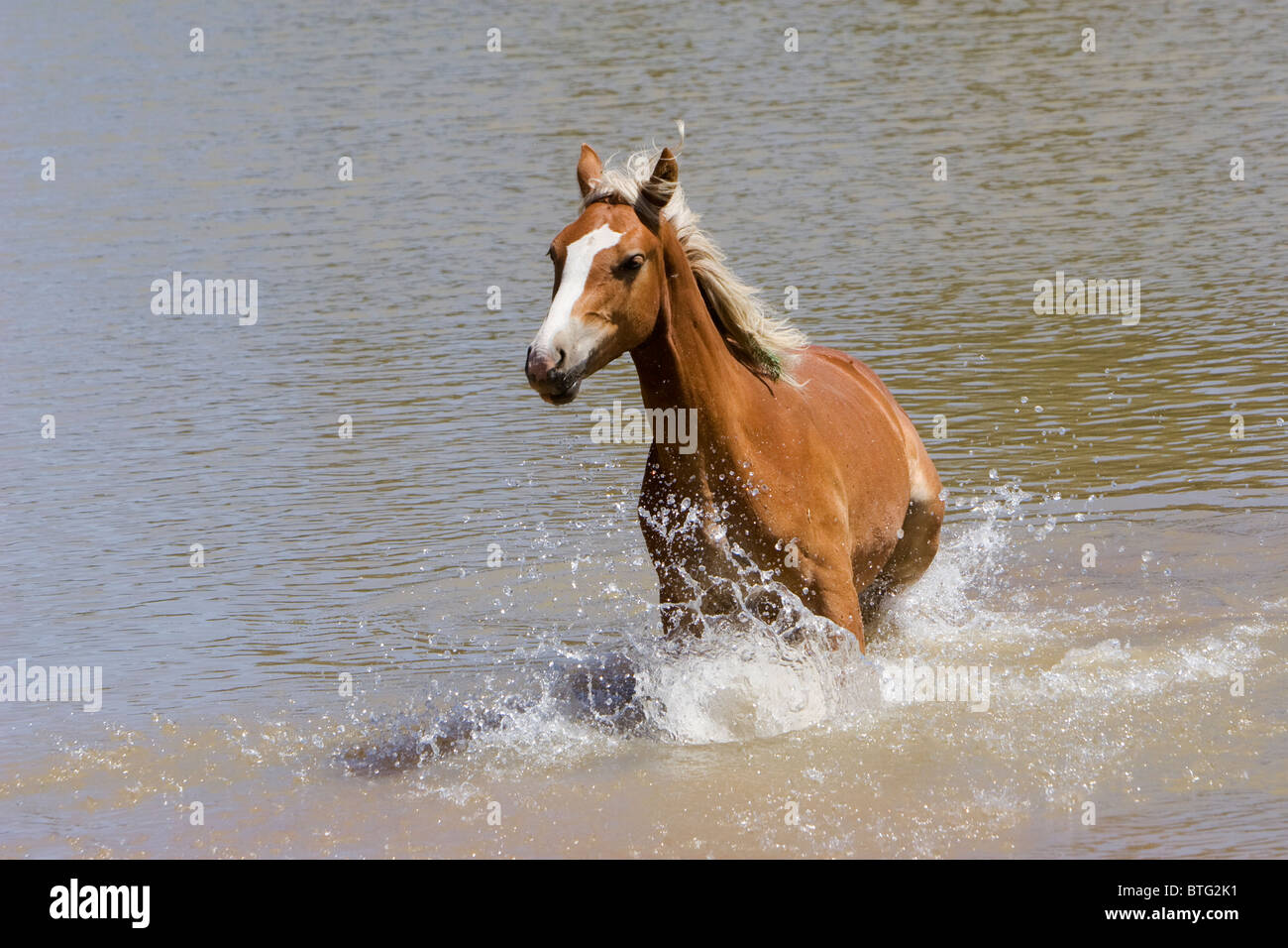 Wildes Pferd in den Rocky Mountains (wirklich Wild-non-Captive) Stockfoto