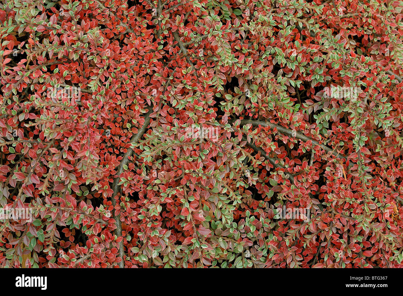 Zwergmispel Strauch rote Blätter im Herbst im Herbst Zwergmispel variegatus Stockfoto