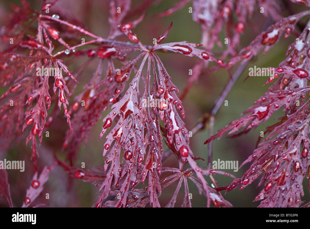 Acer Palmatum var. Dissectum Atropurpureum.  Japanische Ahorn mit Regentropfen. Stockfoto