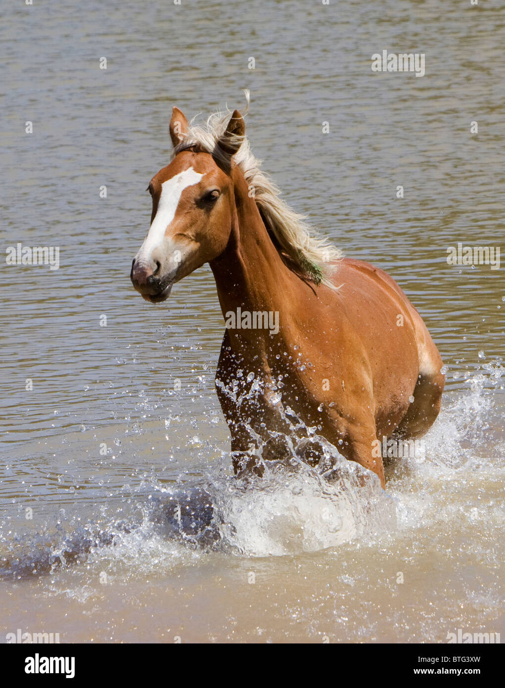 Wildes Pferd in den Rocky Mountains (wirklich Wild-non-Captive) Stockfoto