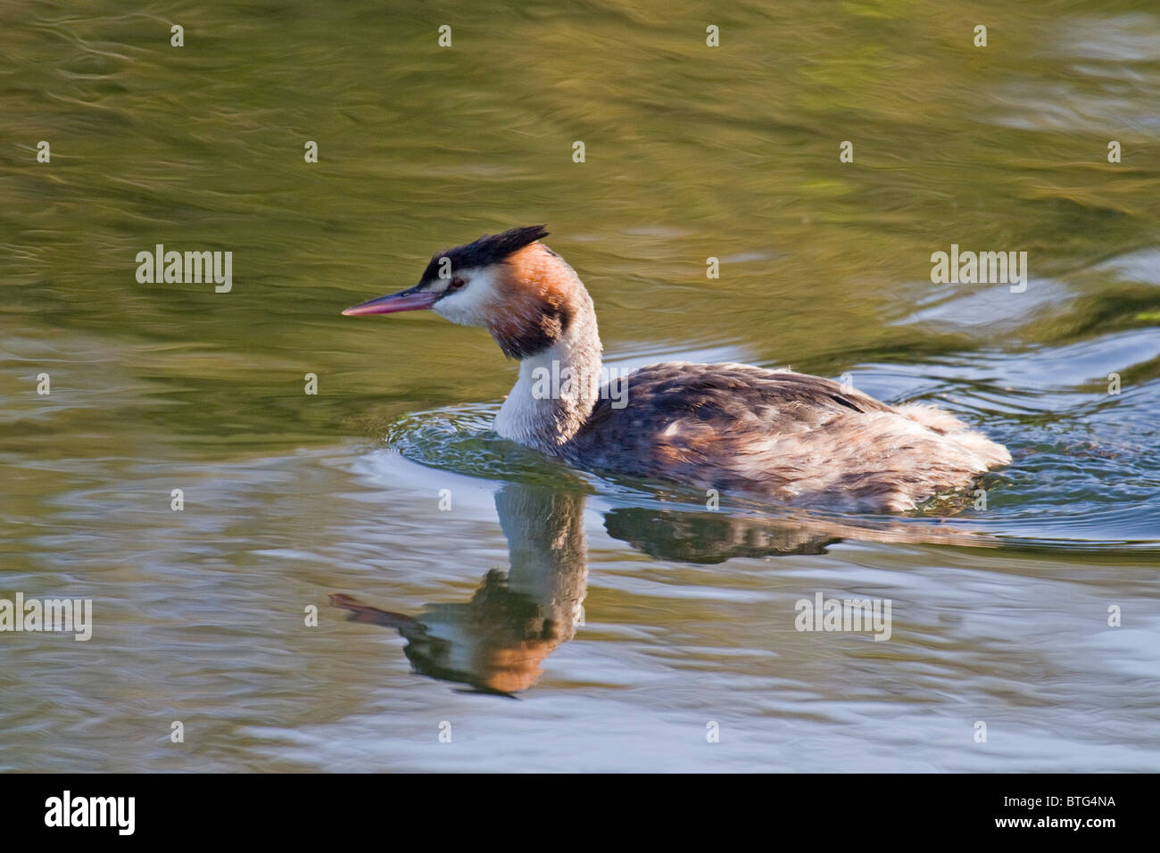 Super - crested Grebe schwimmen Stockfoto