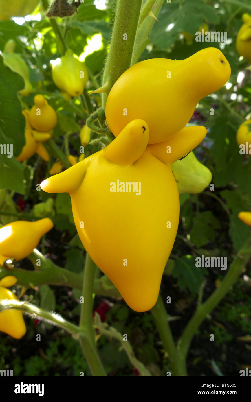 Die einzigartige und seltsame Frucht von Solanum Mammosum auch bekannt als "Kühe Euter" oder "Nippel-Frucht" Stockfoto