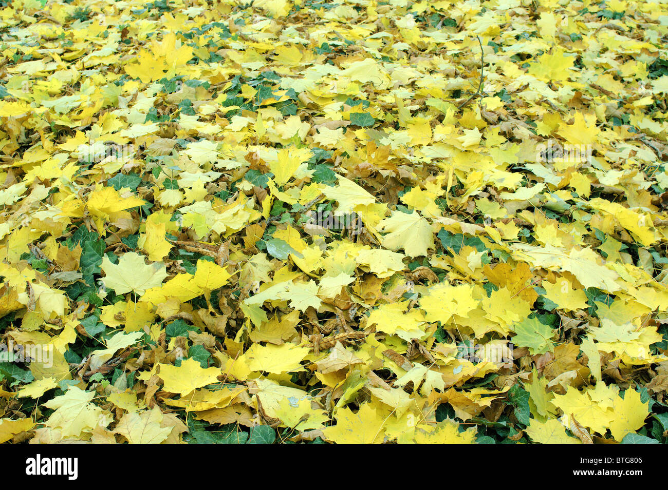 Gefallenen gelben Ahorn Blätter im Herbst im Herbst Acer pseudoplatanus Stockfoto
