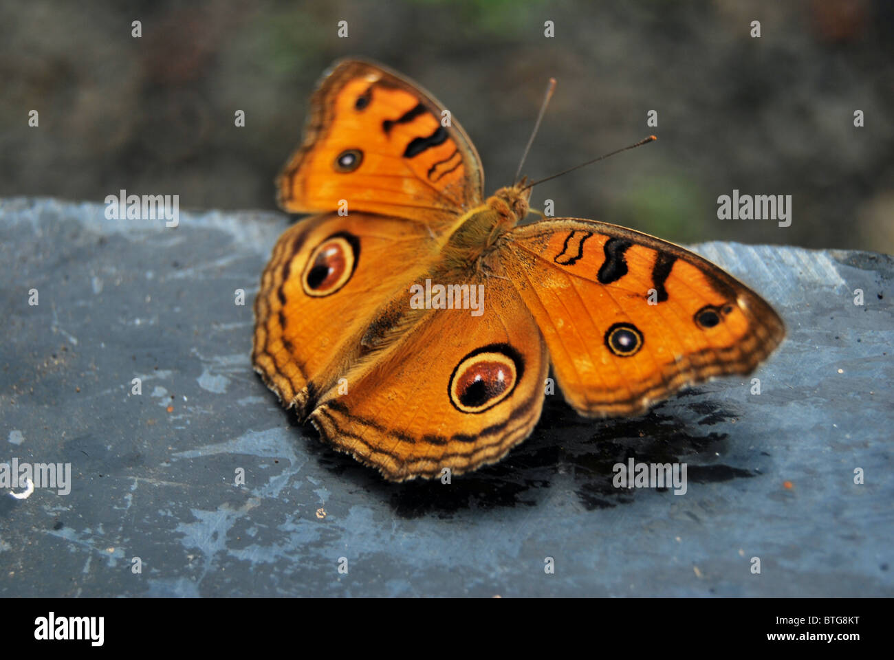 Pfau-Stiefmütterchen Stockfoto