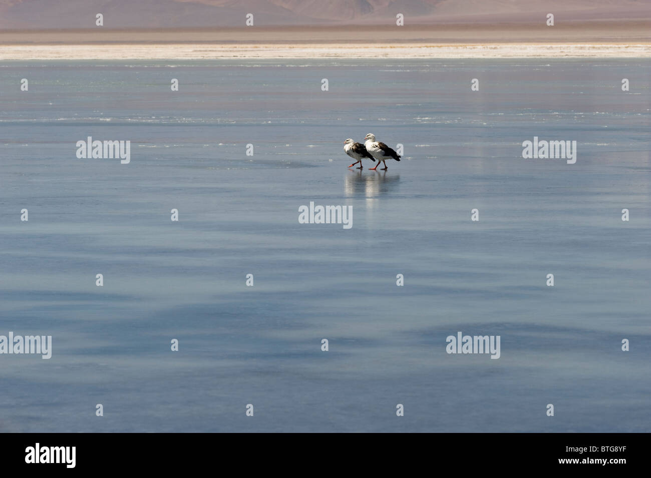 Anden Gans (Chloephaga Melanoptera) paar zu Fuß auf Eis am frühen Morgen Laguna Santa Rosa NP Nevado Tres Cruces Chile Stockfoto