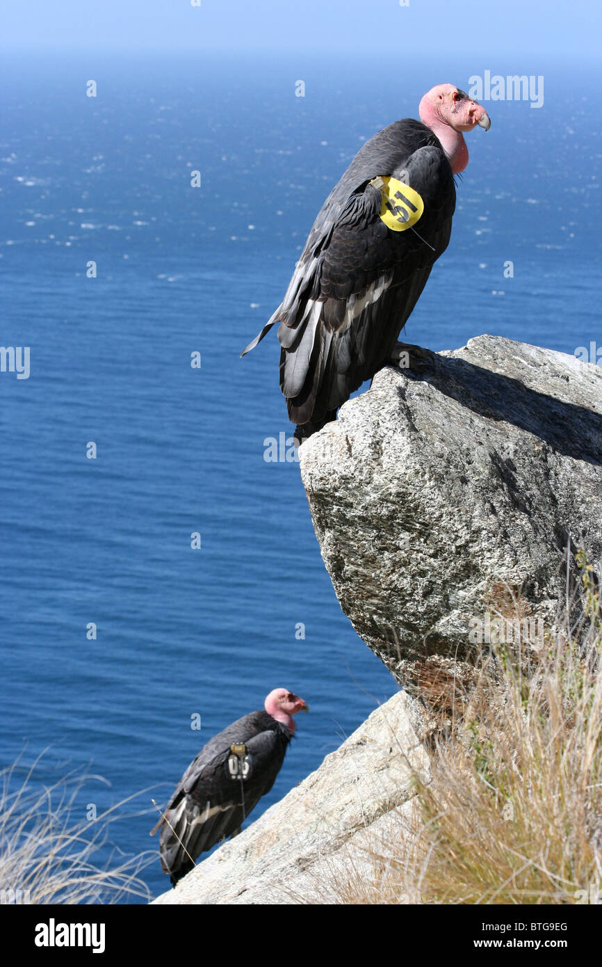 Paar von California Kondor (Gymnogyps Californianus) thront auf einem Felsen in der Nähe von Big Sur in Kalifornien Stockfoto