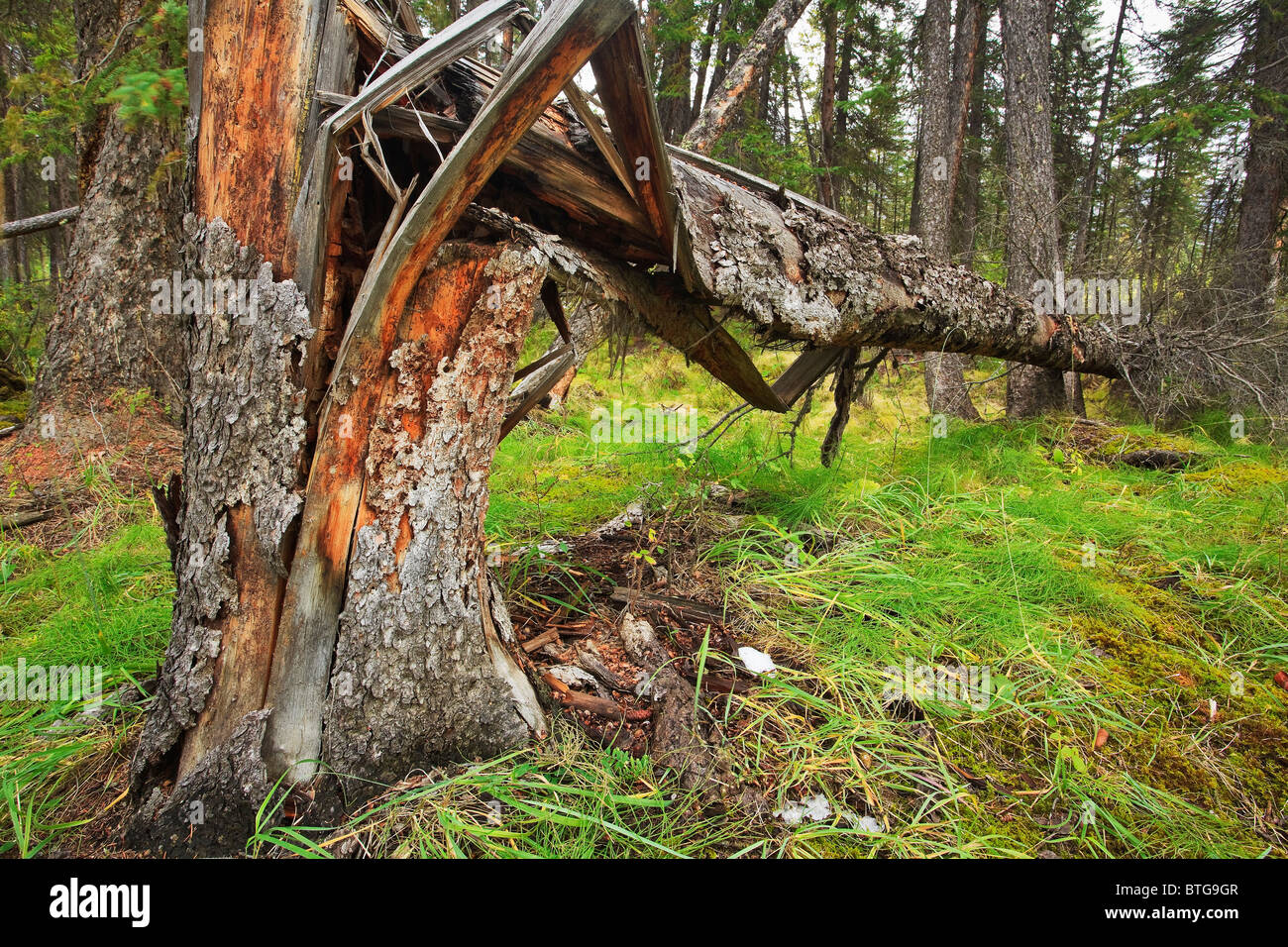 Gestürzter immergrüner Baum, in einem kürzlichen Sturm niedergeblasen, Banff National Park, Alberta, Kanada. Stockfoto