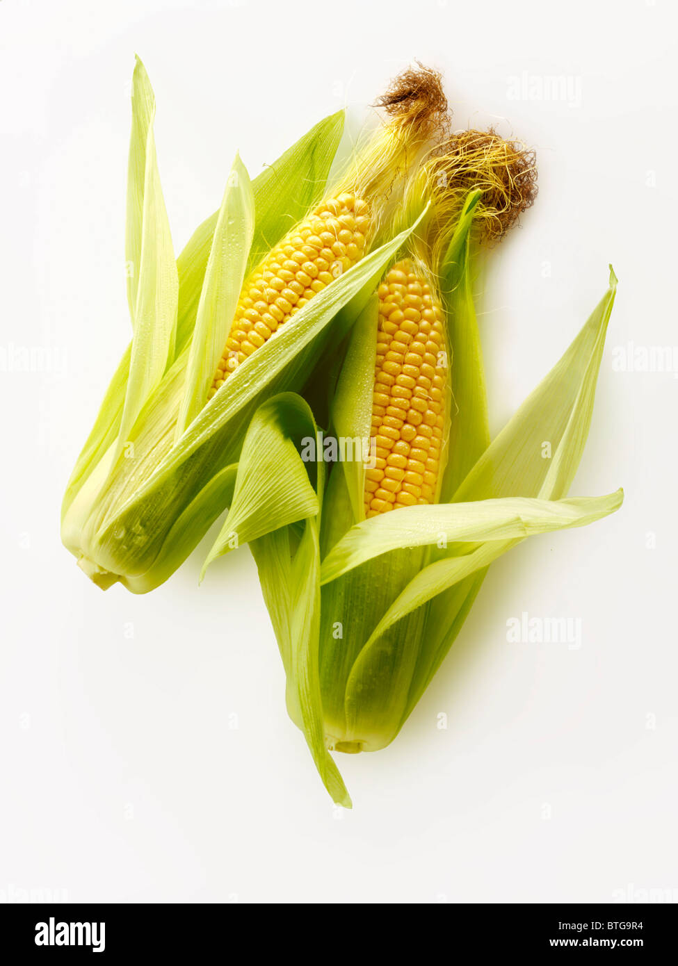 Frische ganze Mais Maiskolben Stockfoto