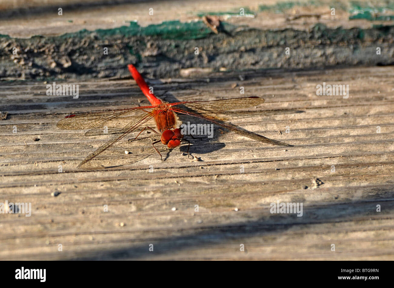 Dieses Makrofoto ist eine rote Libelle, die auf einige grob behauenen Boards sitzt. Stockfoto