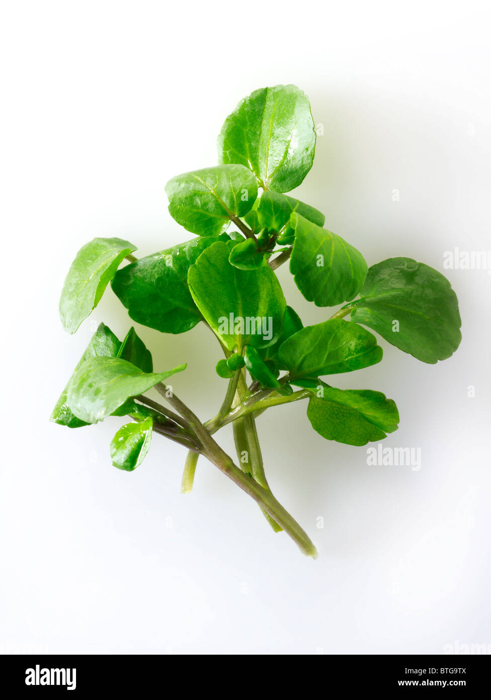 Frische Kresse Blätter Stockfoto