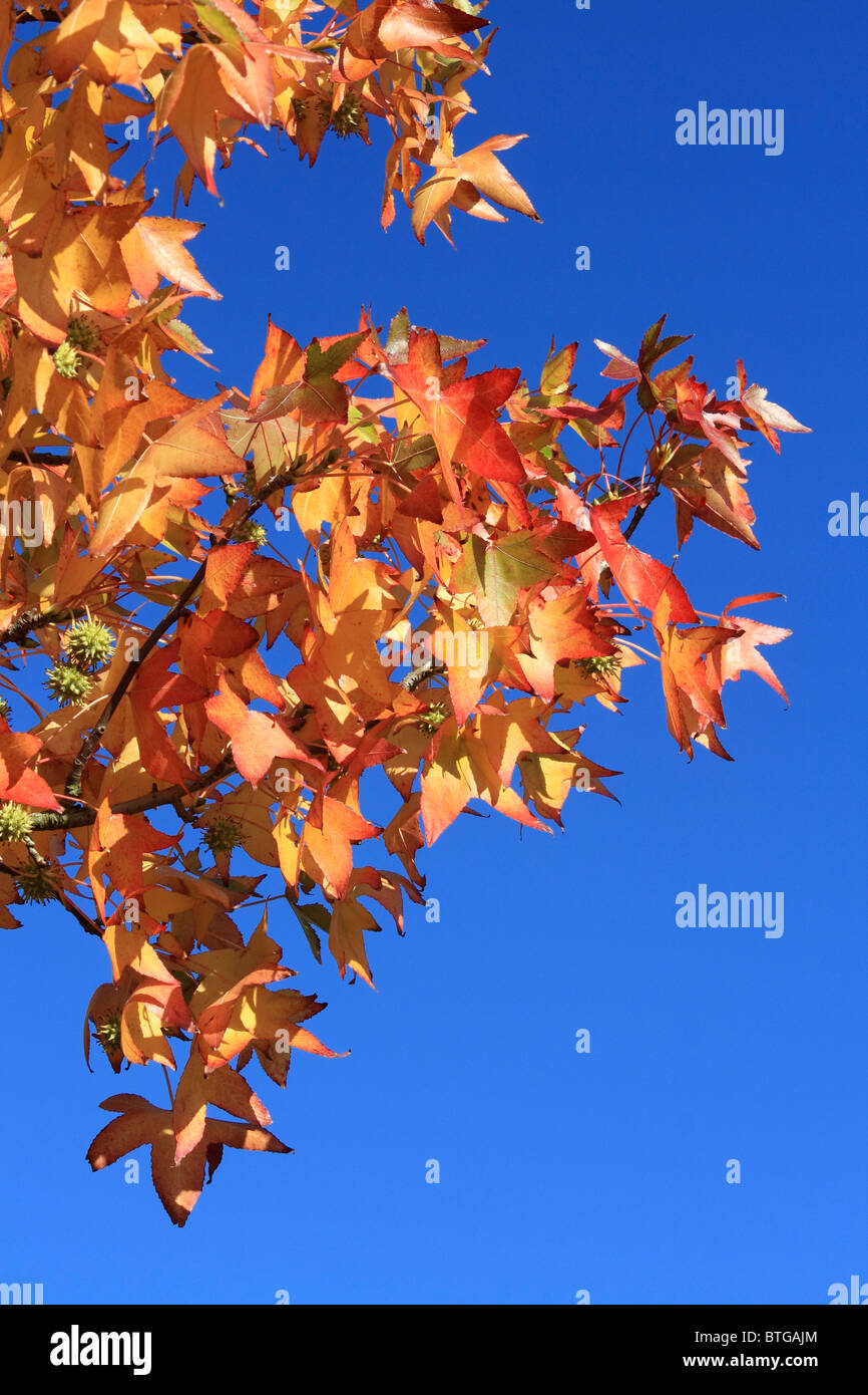 Roten und goldenen Farben des Herbstes, die Ahornblätter Surrey England UK Stockfoto