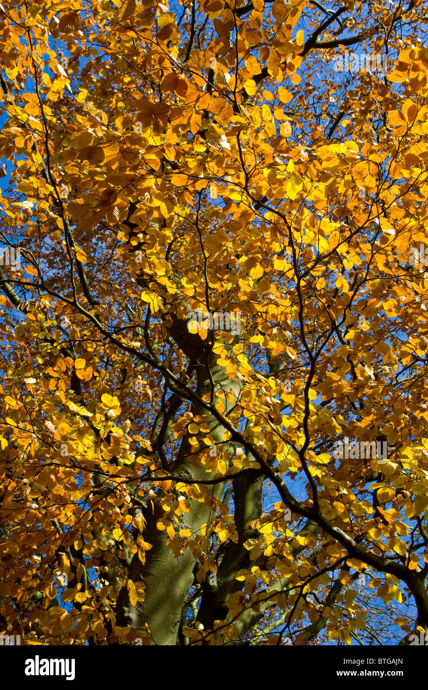 Die Blätter einer Rotbuche Drehen gelb und Orange im Herbst oder Herbst. Stockfoto