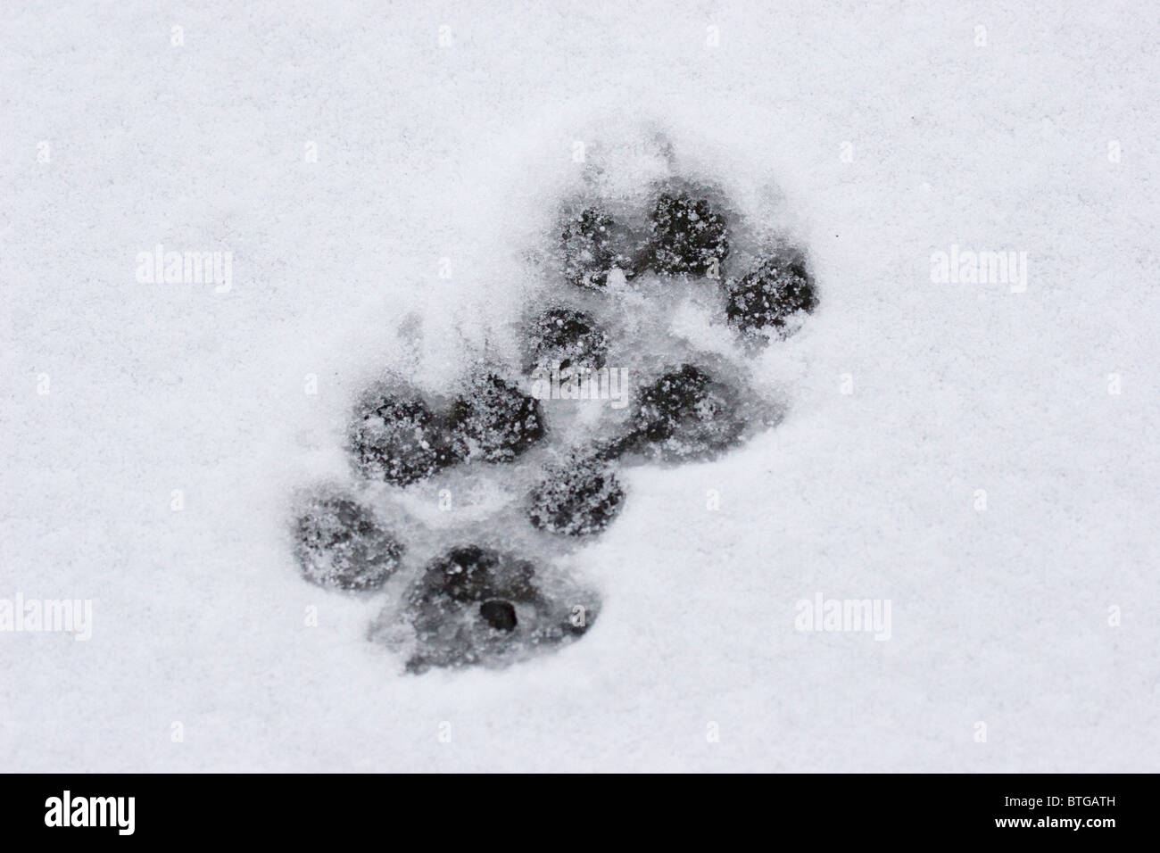 Fresh Wild Grey Wolf Tracks im Snow- Yellowstone National Park USA ...