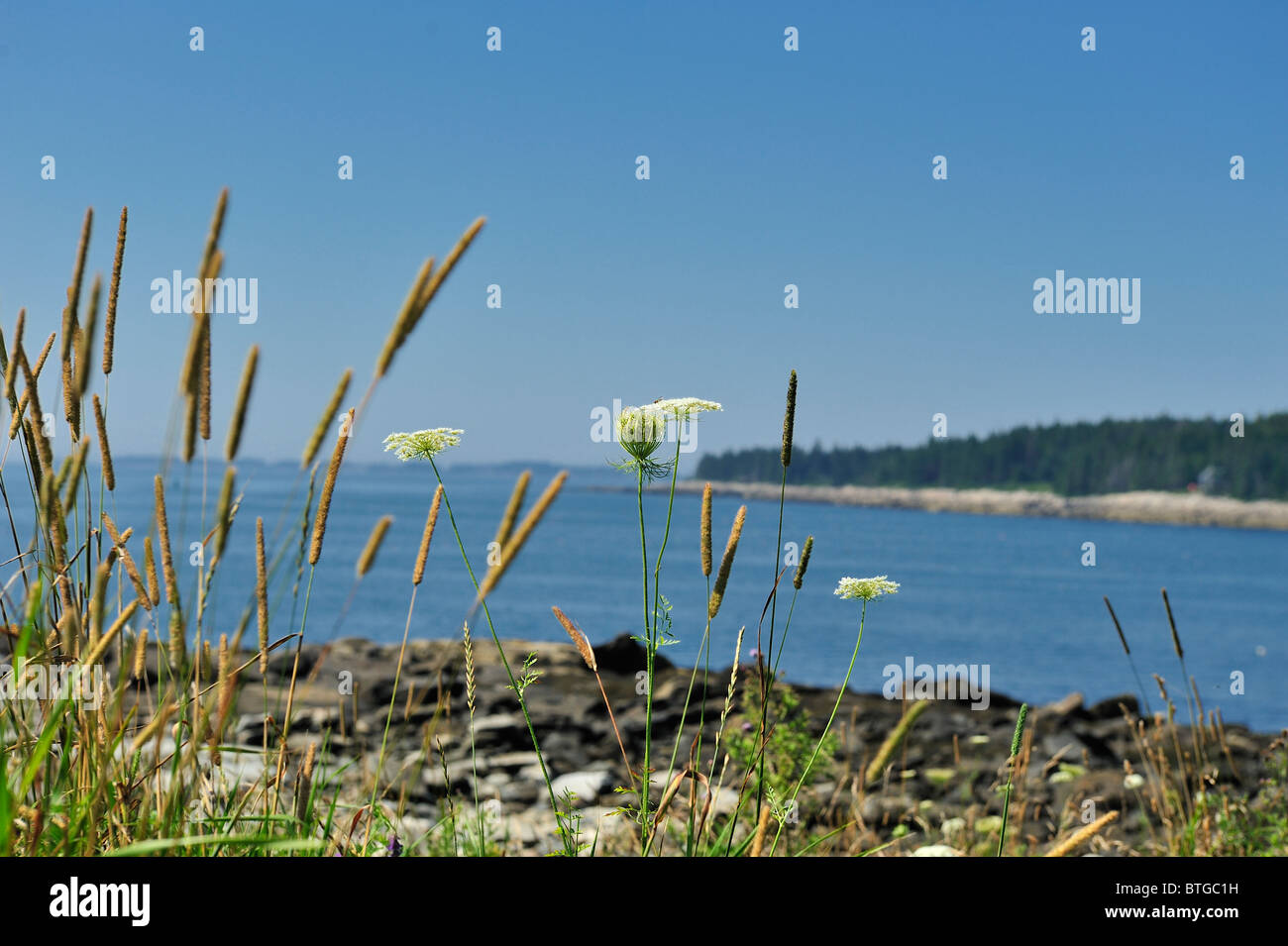 Blick auf Penobscot Bucht umrahmt von Gräsern und Queen-Anne Lace von Marshall Point Port Clyde St. George Halbinsel Maine USA Stockfoto