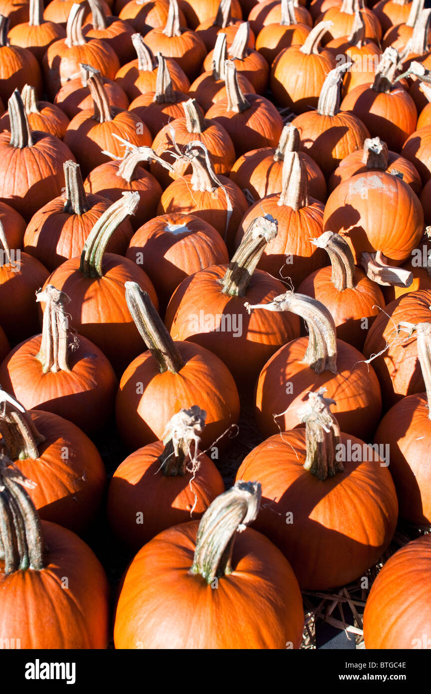 Kürbisse/jack-o'-lanterns zum Verkauf Annäherung an Halloween. Stockfoto