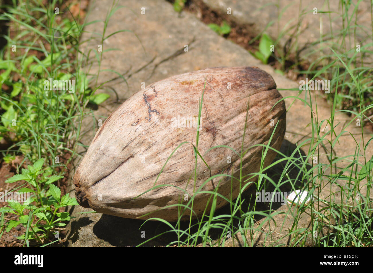 Eine getrocknete Kokosnuss, die von einem Baum gefallen ist Stockfoto