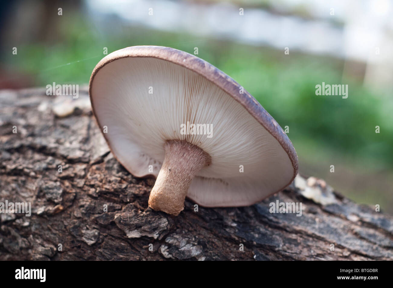 Ein Shiitake-Pilz wächst auf einem Baumstamm. Stockfoto