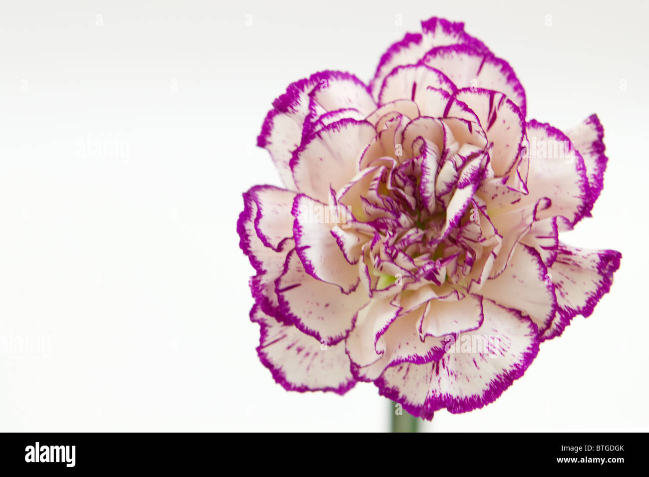 Einzelne weiße lila Nelke (Dianthus caryophyllus) vor weißem Hintergrund Stockfoto
