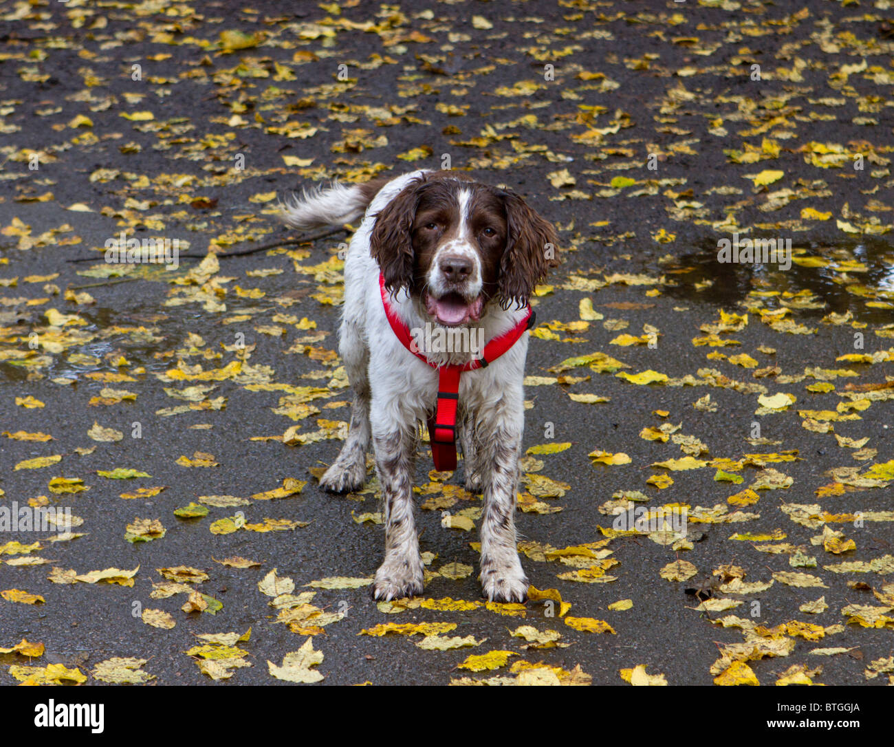 Englisch Springer Spaniel eifrig wollen spielen, stehend auf Asphalt umgeben von Autumn leaves Stockfoto