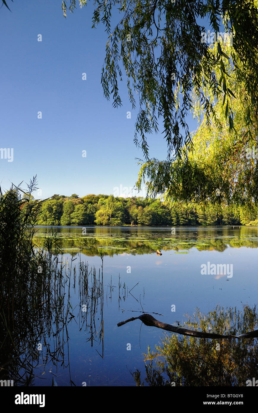 Wollaton Park See blaue Himmel spiegelt sich Stockfoto