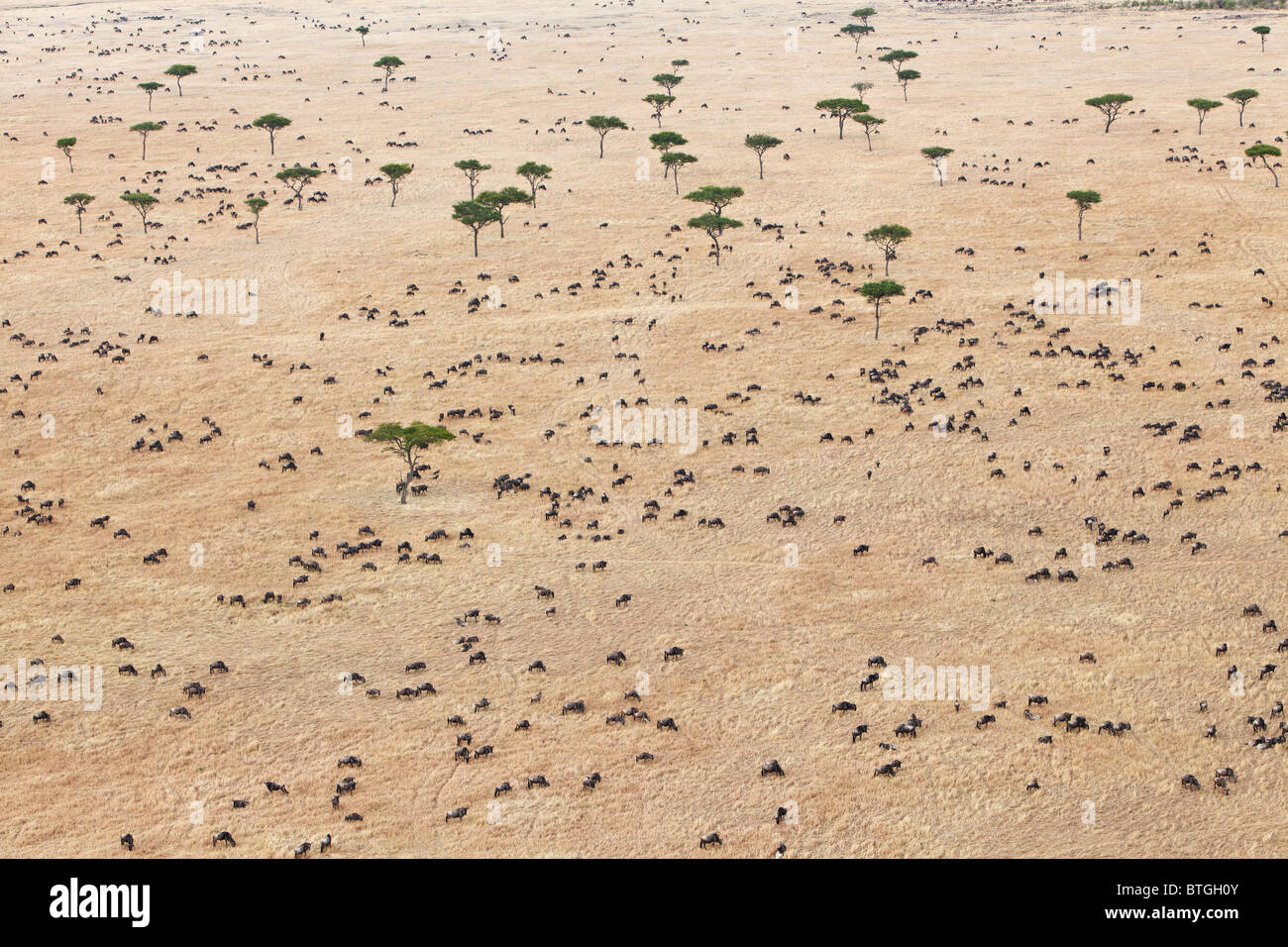 Luftaufnahme der Gnuwanderung. Bis zu 1,5 Millionen Gnus ziehen durch die Mara/Serengeti jedes Jahr. Kenia Stockfoto