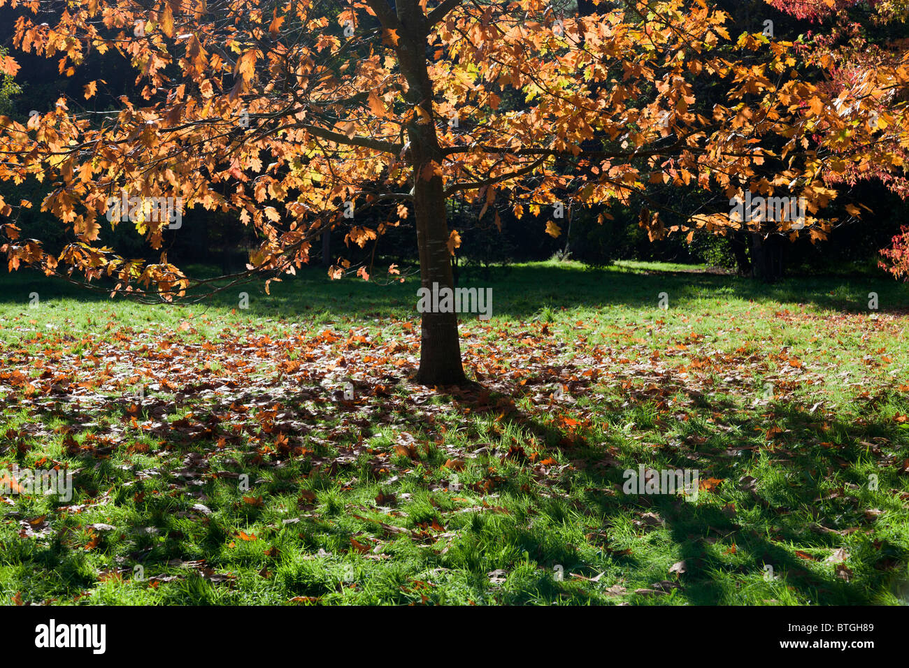Herbst im Westobirt Arboretum Stockfoto