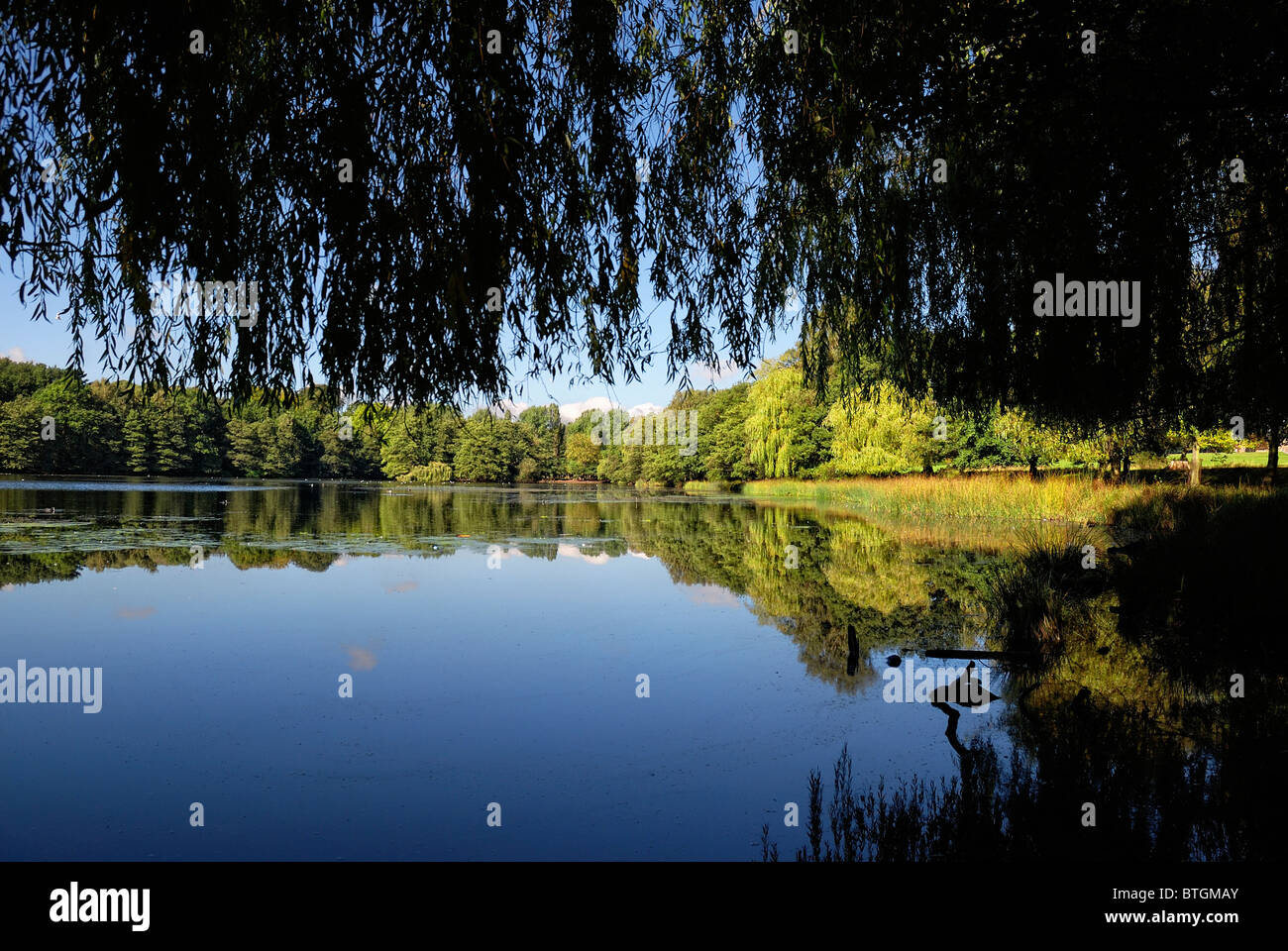 Wollaton Park See blaue Himmel spiegelt sich Stockfoto