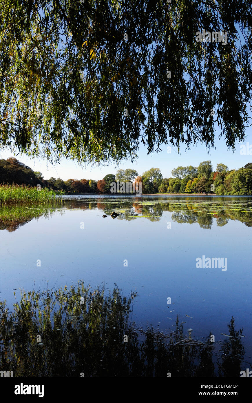 Wollaton Park See blaue Himmel spiegelt sich Stockfoto