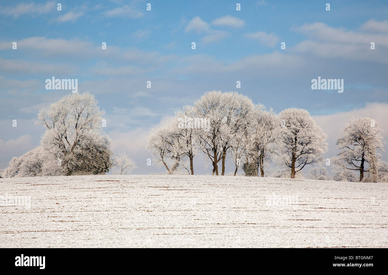 Frost Bäume in der Nähe von Knaresborough North Yorkshire Stockfoto
