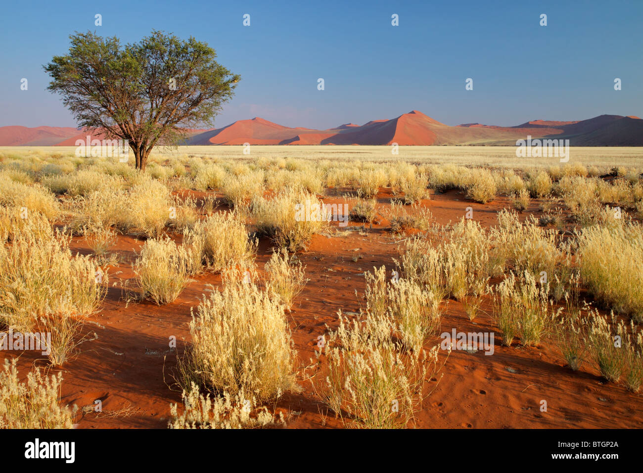 Wüstenlandschaft mit Gräsern, rote Sanddünen und einer afrikanischen Akazie, Sossusvlei, Namibia, Südliches Afrika Stockfoto