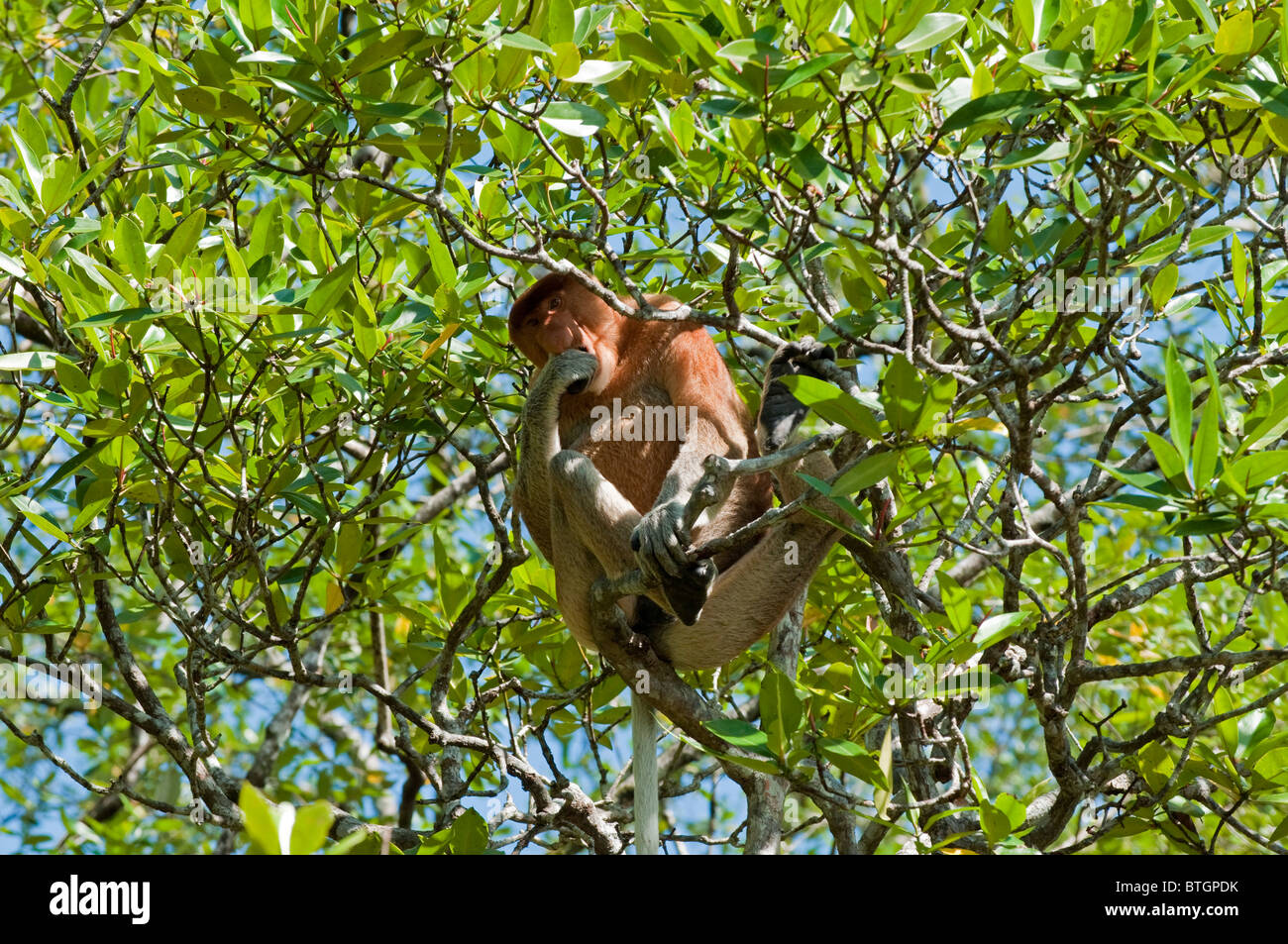 Großen männlichen Nasenaffe (Nasalis Larvatus) Essen Mangrove Blätter in einem Mangroven-Baum im Bako Nationalpark in Borneo Stockfoto