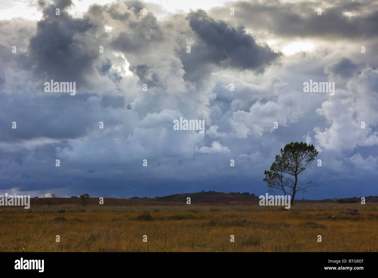 Heide mit stürmischen Wolken. Stockfoto