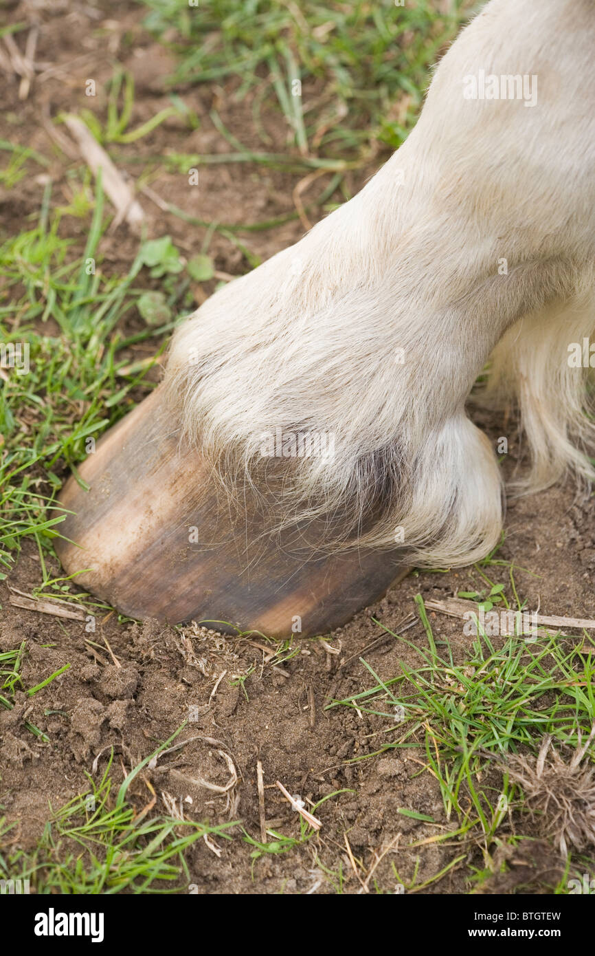 Pferd (Equus Caballus), hinteren Fuß und unbeschlagenen HUF. Stockfoto