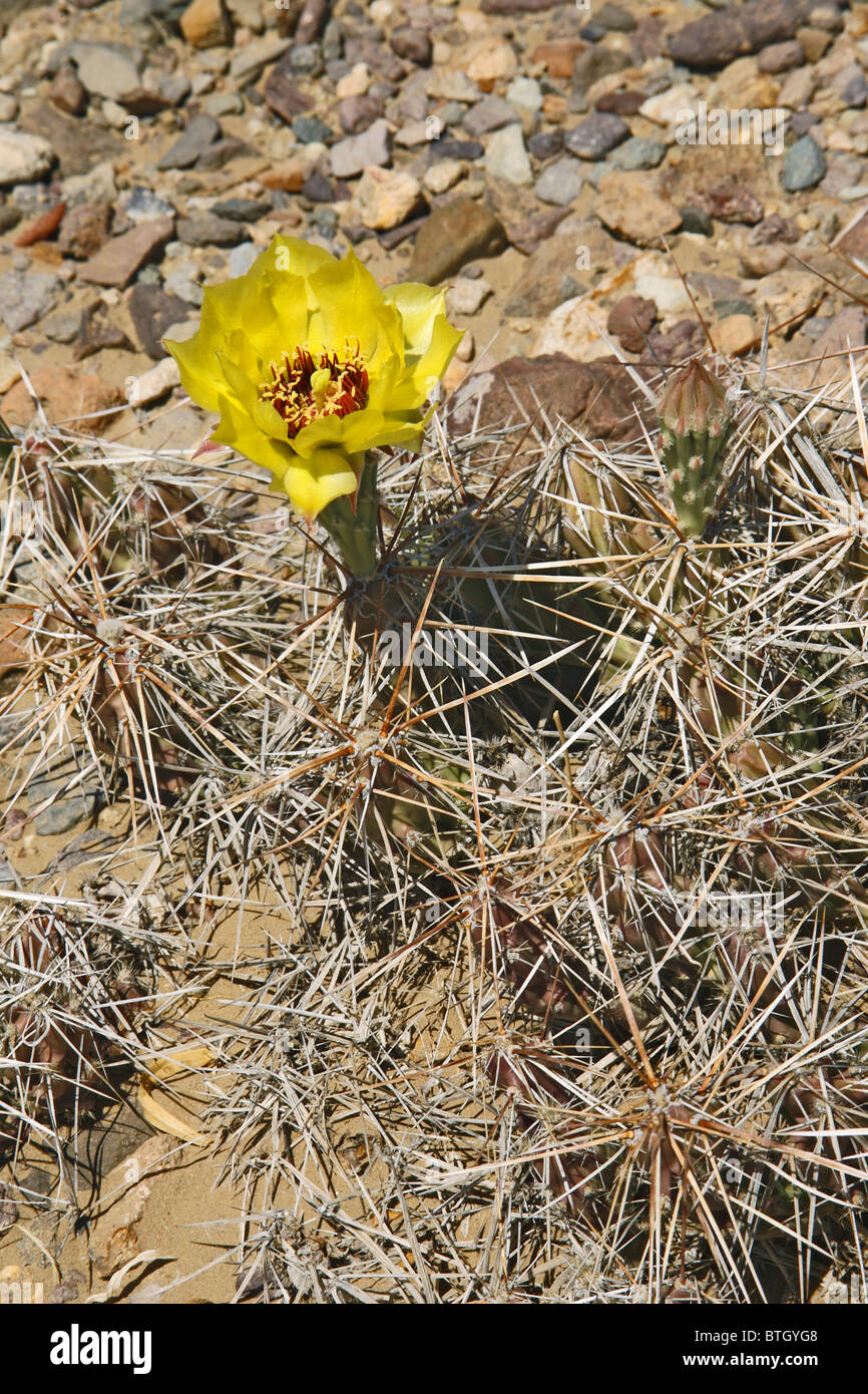 Verklumpten Hund Cholla in Big Bend Nationalpark, Texas, USA. Stockfoto