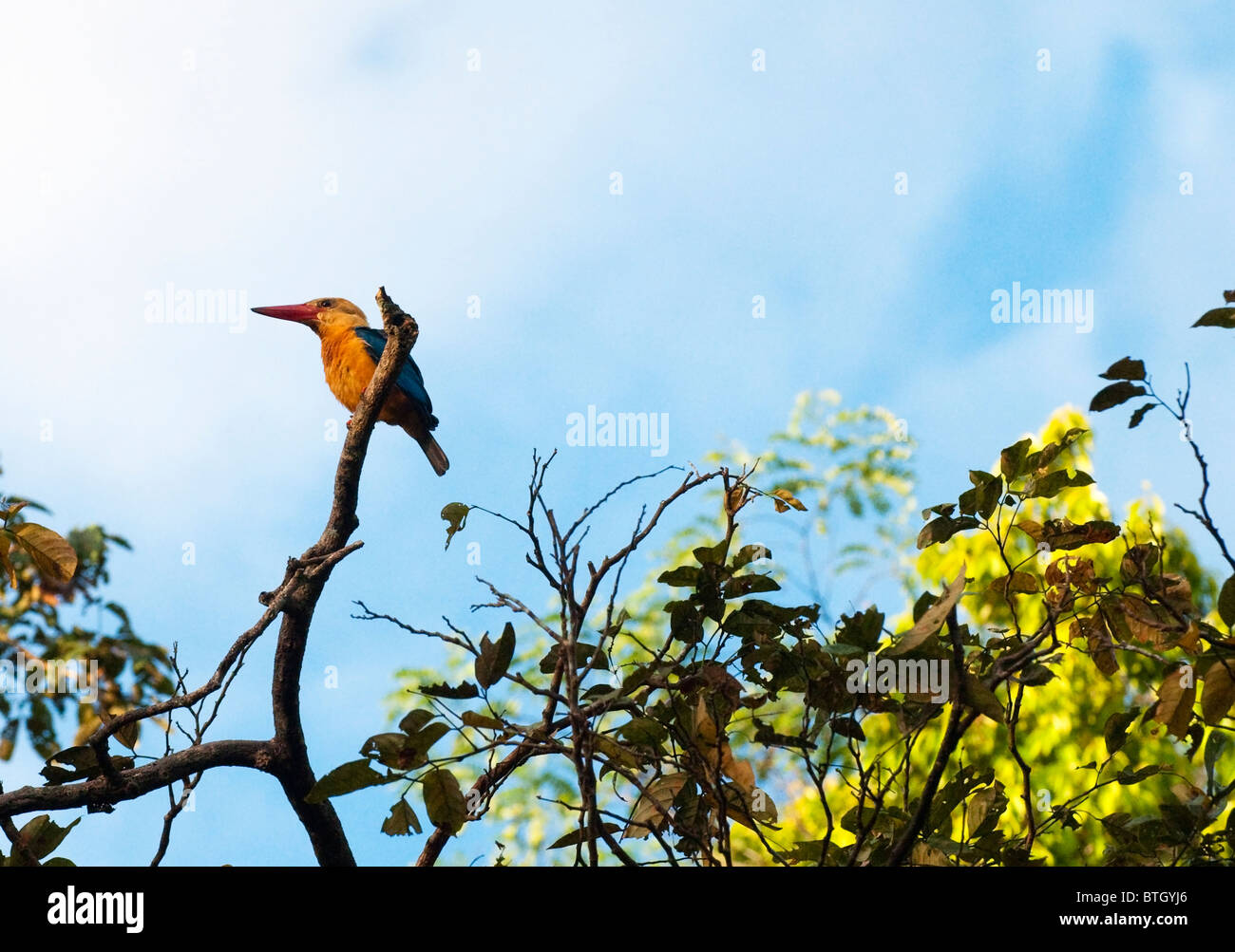 Storch-billed Eisvogel (Pelargopsis Capensis) sitzt in einem Baum Kinabatangan Fluss entlang. Stockfoto