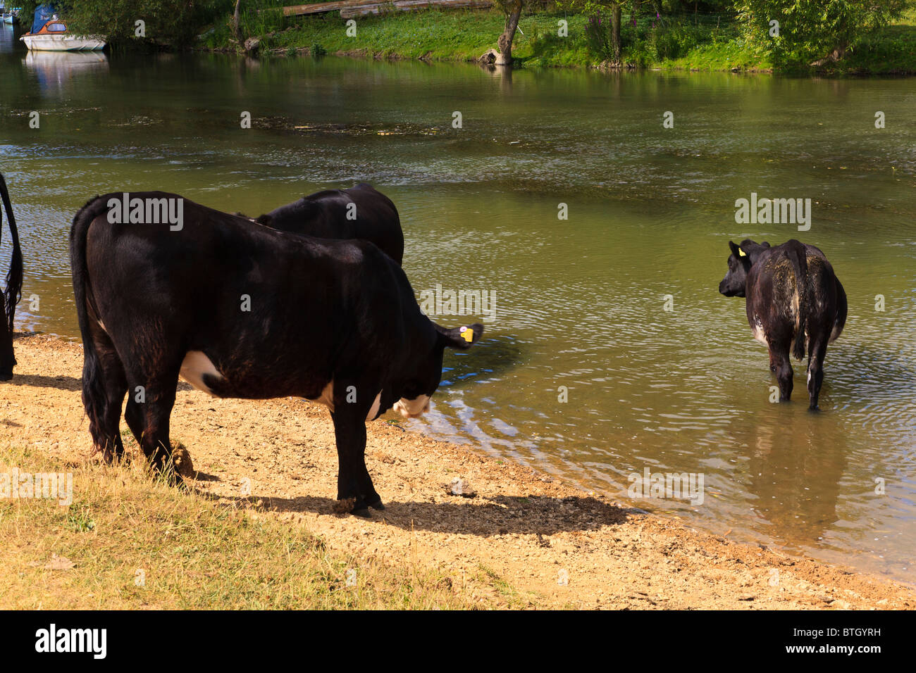 Rinder Baden in der Themse nahe Wolvercote Keep cool im heißen Sommer Sonne, Oxfordshire, Vereinigtes Königreich Stockfoto