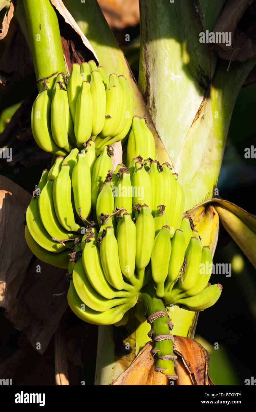 Banana stem Fotos und Bildmaterial in hoher Auflösung Alamy