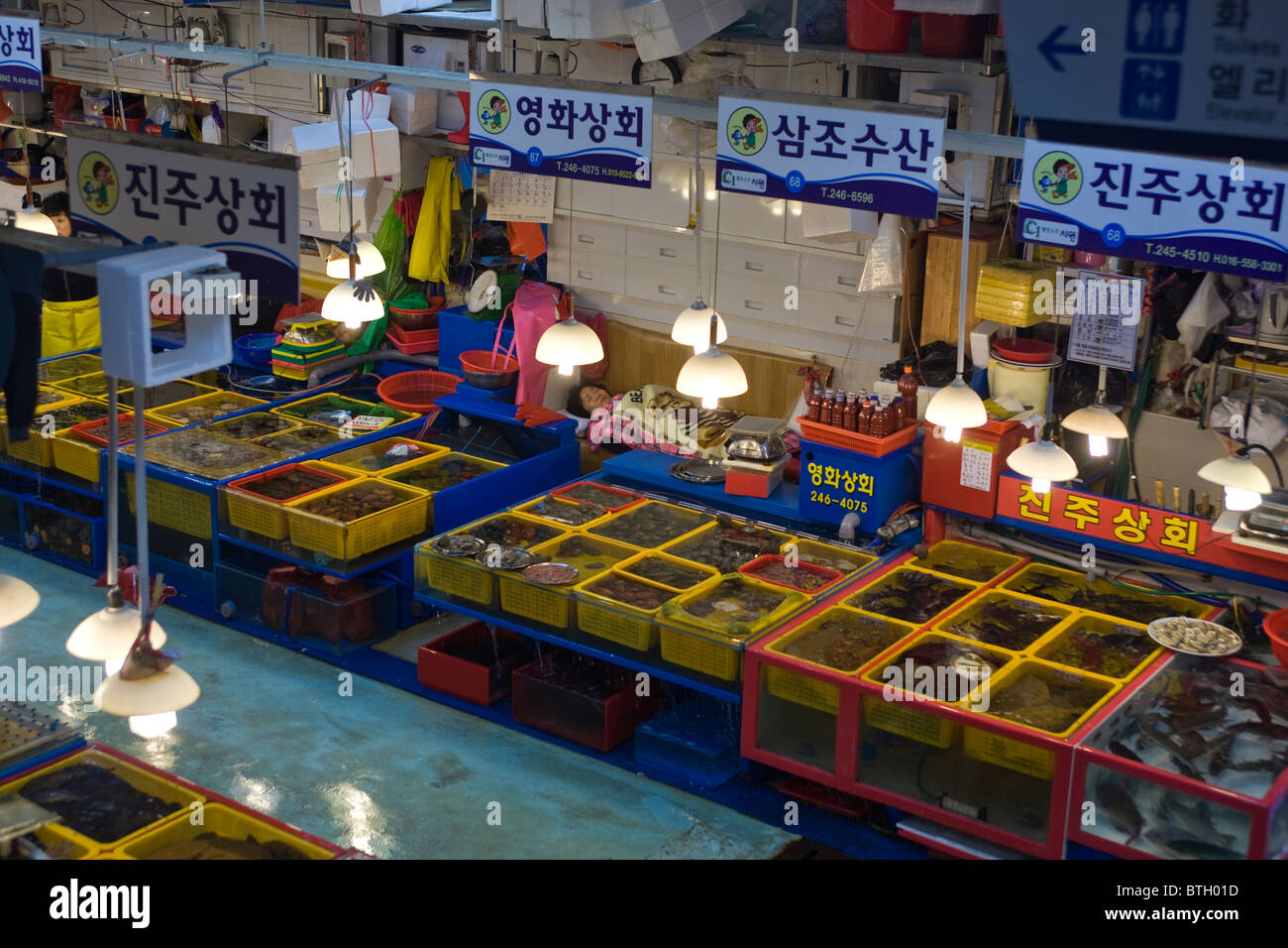 Jagalchi Fisch Markt Busan in Südkorea Stockfoto