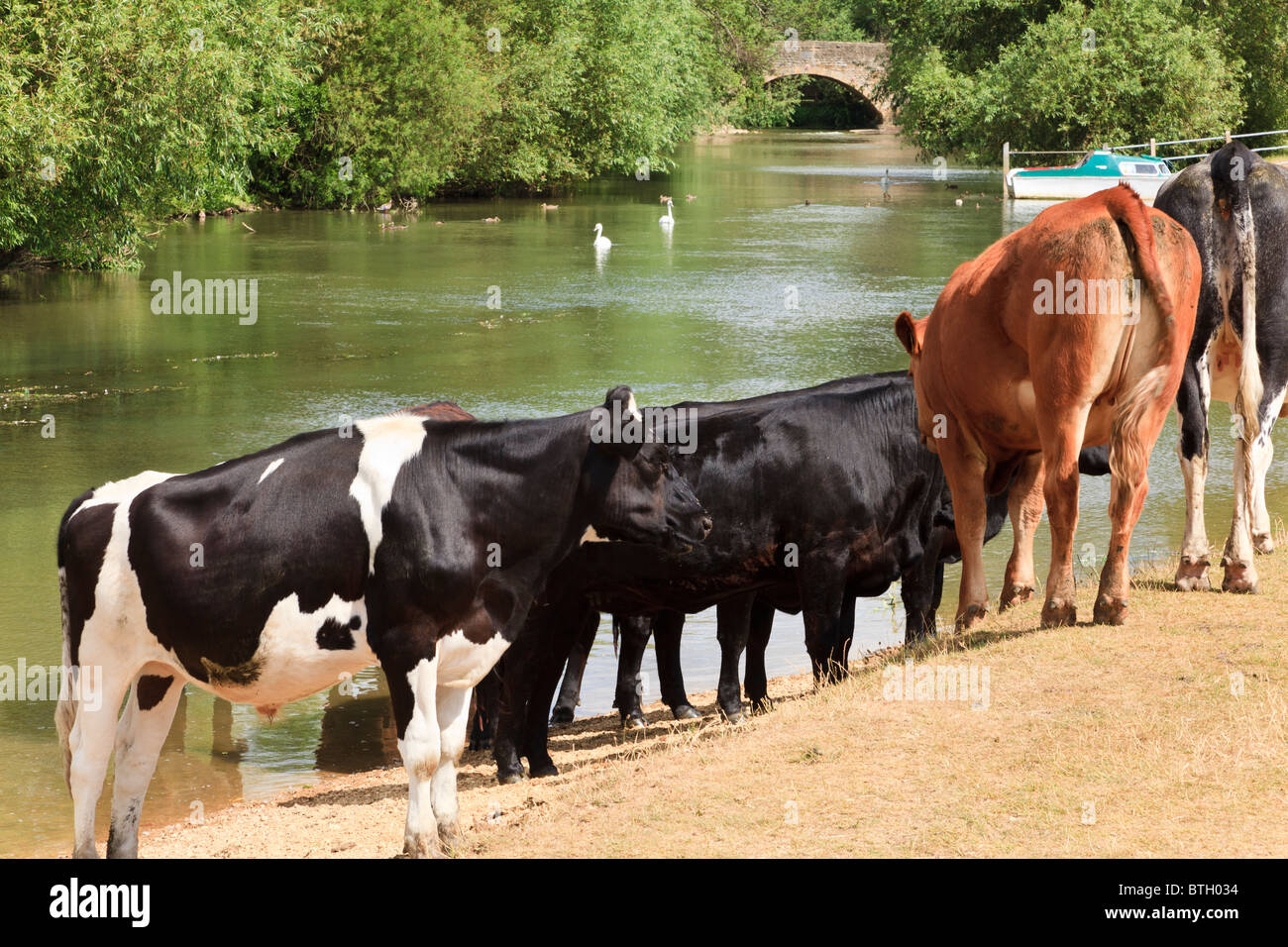 Rinder Baden in der Themse nahe Wolvercote Keep cool im heißen Sommer Sonne, Oxfordshire, Vereinigtes Königreich Stockfoto