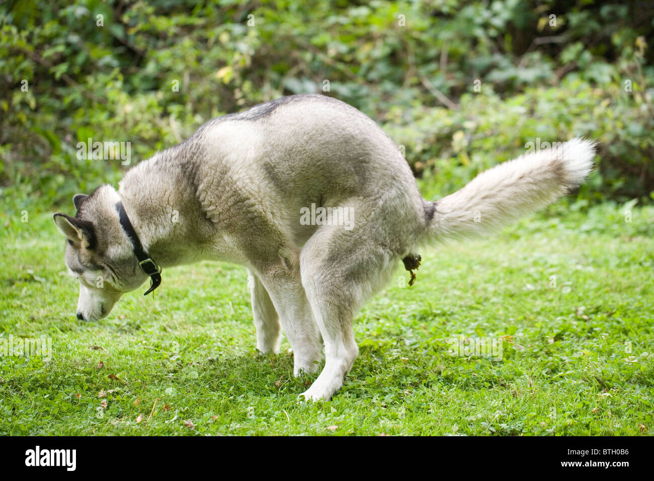 Hund (Canis Lupus Familiaris), Stuhlgang. Stockfoto