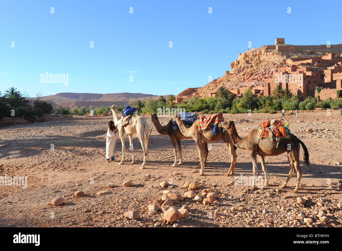 Beduinen-Mann mit seinen vier Kamelen außerhalb Ait Benhaddou eine befestigte Stadt im Süden Marokkos. Stockfoto