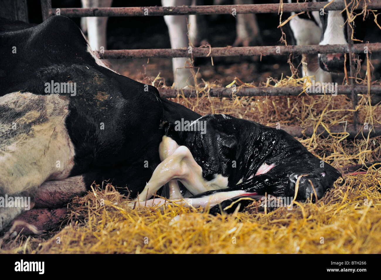 Kalb geboren wird Stockfoto