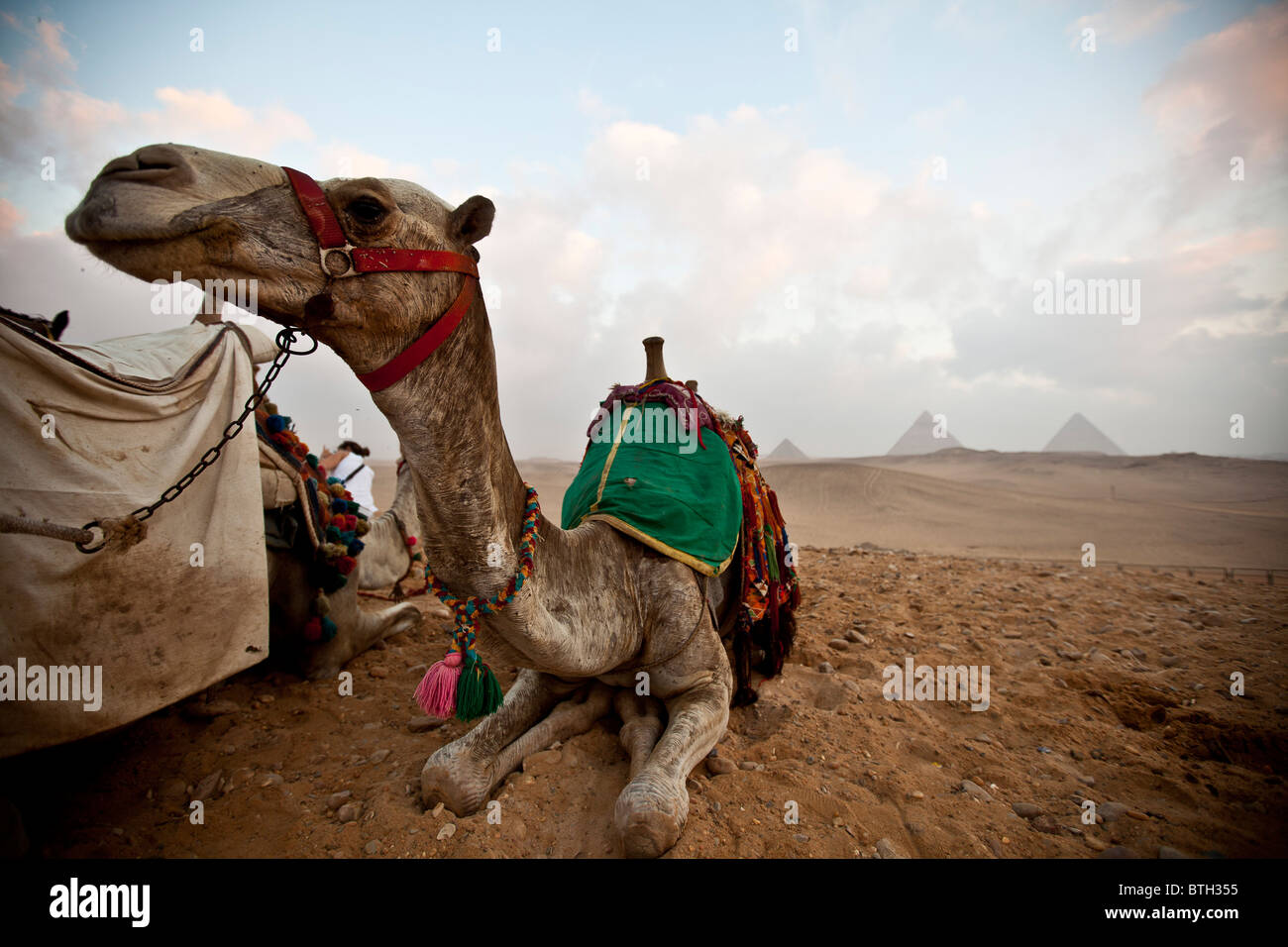 Kamel warten. Stockfoto
