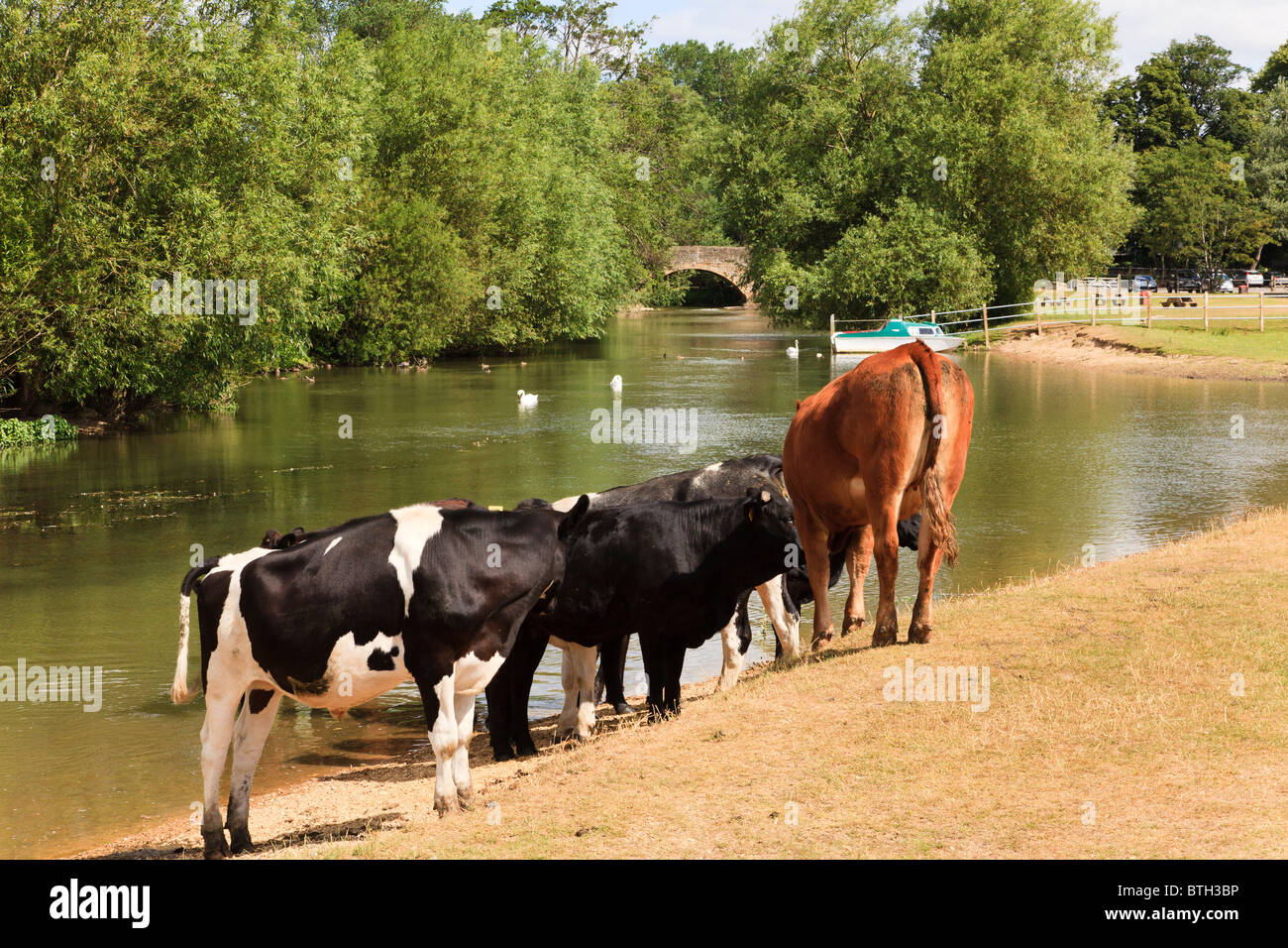 Rinder Baden in der Themse nahe Wolvercote Keep cool im heißen Sommer Sonne, Oxfordshire, Vereinigtes Königreich Stockfoto